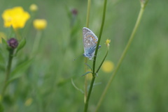 Polyommatus icarus