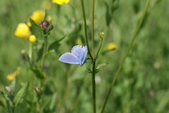 Polyommatus icarus