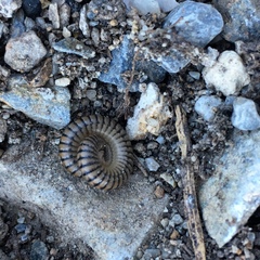 Ommatoiulus inconspicuus