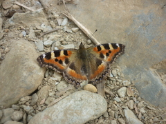 Aglais caschmirensis