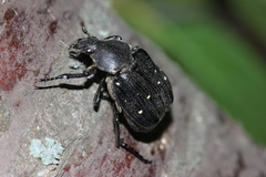 Gnorimus variabilis