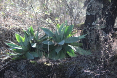 Agave mitis