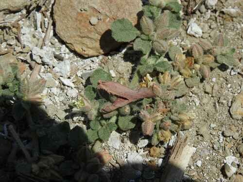Lotus sweetjuice (Glinus lotoides)