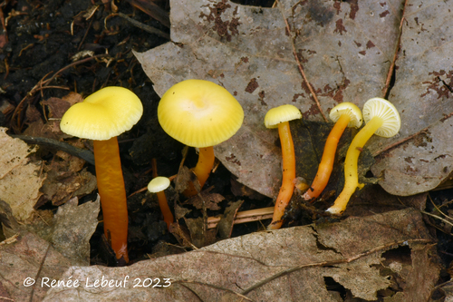 Hygrocybe parvula