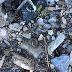 Ommatoiulus inconspicuus