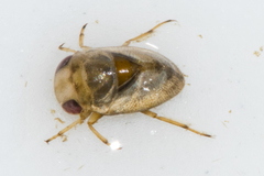 Neoplea