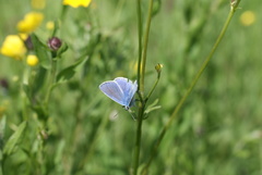 Polyommatus icarus
