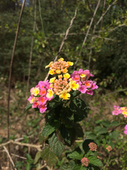 Lantana × strigocamara