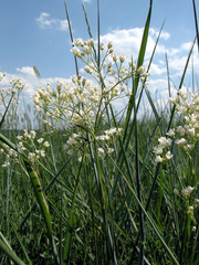 Eremogone longifolia