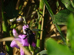 Xylocopa gualanensis