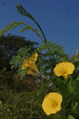 Ipomoea microsepala