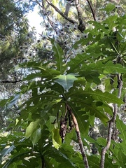 Sonchus fruticosus image