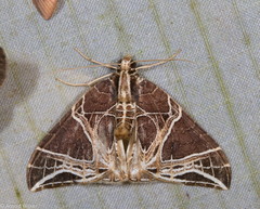 Ecliptopera rectilinea