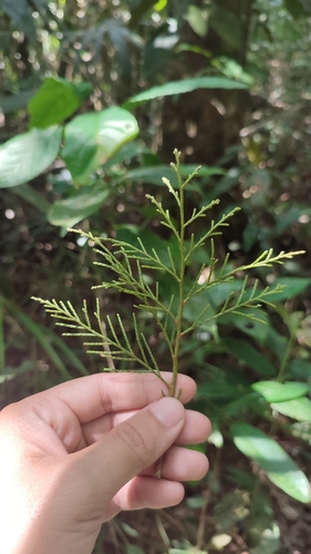 Image of Dacrycarpus imbricatus by (c) ꦥꦤ꧀ꦗꦶꦒꦸꦱ꧀ꦠꦶꦄꦏ꧀ꦧꦂ, some rights reserved (CC BY)