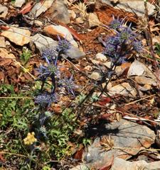 Eryngium dilatatum