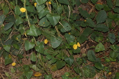 Ipomoea microsepala