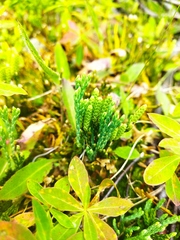 Diphasiastrum alpinum image