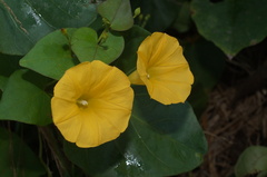 Ipomoea microsepala