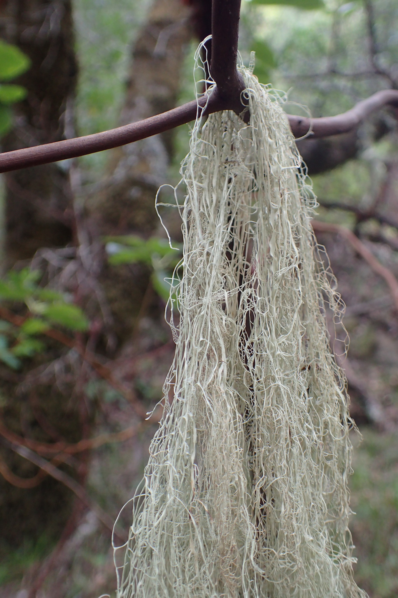 Ramalina menziesii image