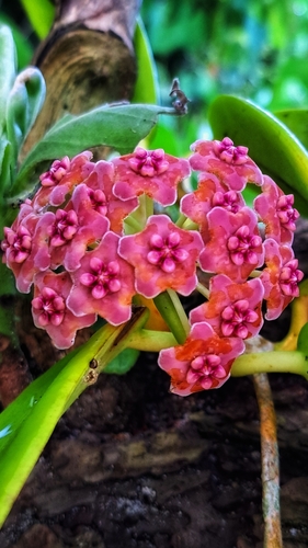 Hoya meliflua (Blanco) Merr.