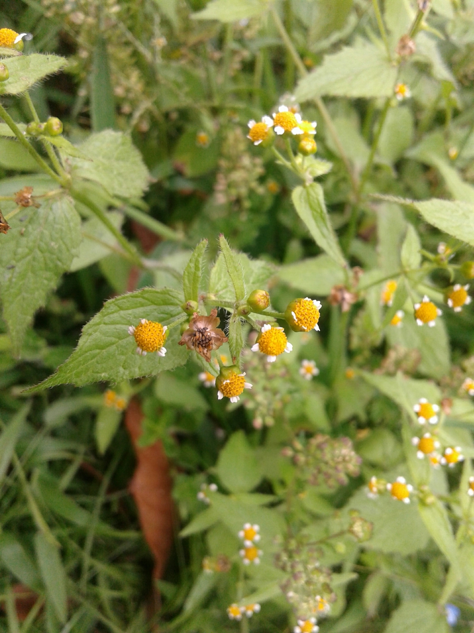 Galinsoga parviflora image