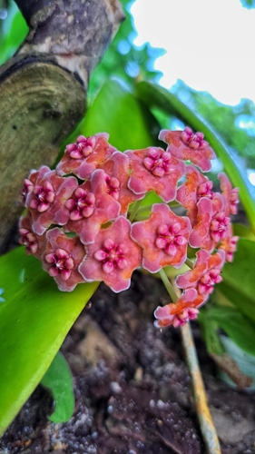 Hoya meliflua (Blanco) Merr. 2