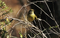 Setophaga palmarum hypochrysea
