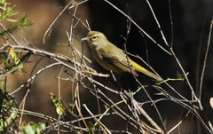 Setophaga palmarum hypochrysea