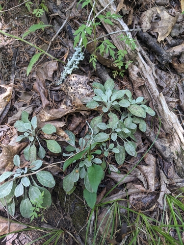 Image of Packera antennariifolia by (c) Alaina Krakowiak, some rights reserved (CC BY)