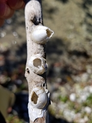 Amphibalanus subalbidus