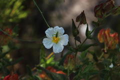 Cistus psilosepalus