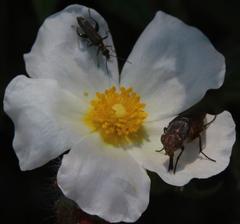 Cistus psilosepalus
