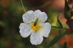 Cistus psilosepalus
