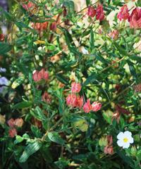 Cistus psilosepalus