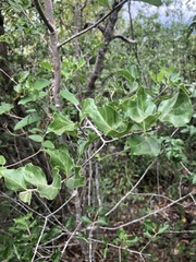 Afrocanthium mundianum