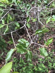 Afrocanthium mundianum