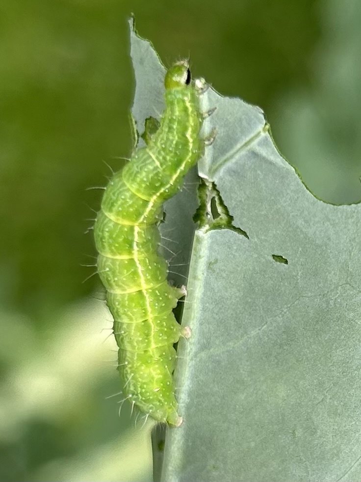 Silver Y from Eglingham Way, Morpeth, England, GB on August 16, 2023 at