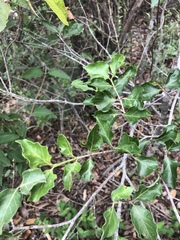 Afrocanthium mundianum