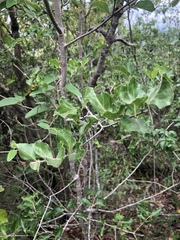 Afrocanthium mundianum