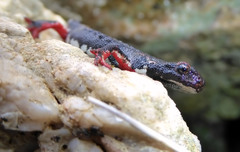 Salamandrina perspicillata