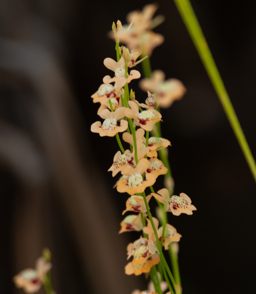 Utricularia fulva F.Muell. 4