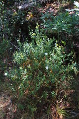 Cistus psilosepalus