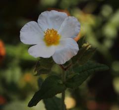 Cistus psilosepalus