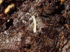 Symphyla