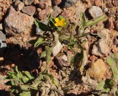 Asteriscus aquaticus