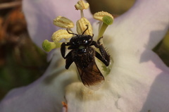 Frieseomelitta nigra