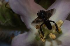 Frieseomelitta nigra