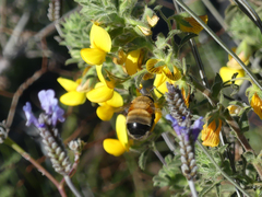 Anthophora hispanica