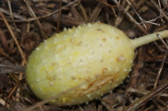 Cucumis anguria