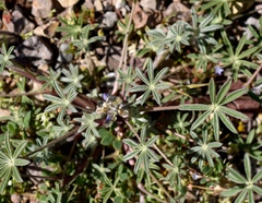 Lupinus concinnus